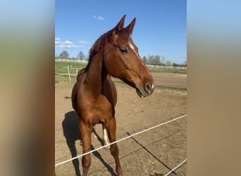 Other Breeds, Mare, 11 years, 16,1 hh, Chestnut-Red