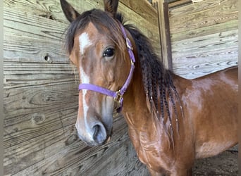 Other Breeds, Mare, 11 years, Bay