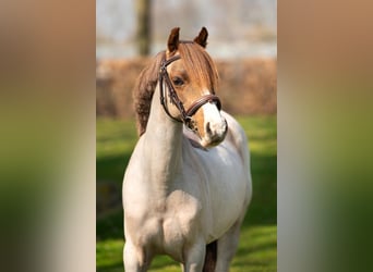 Other Breeds, Mare, 12 years, 12.1 hh, Roan-Bay
