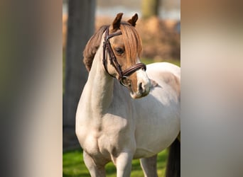 Other Breeds, Mare, 12 years, 12.1 hh, Roan-Bay