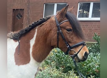 Other Breeds, Mare, 12 years, 13.1 hh, Pinto