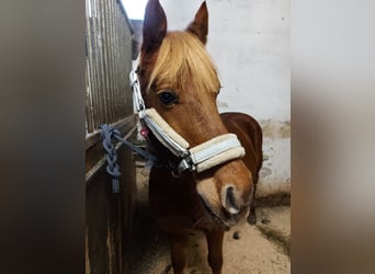 Other Breeds Mix, Mare, 12 years, 13.2 hh, Chestnut-Red