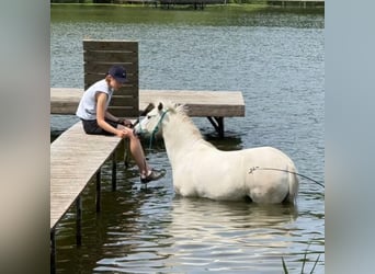 Other Breeds, Mare, 12 years, 13 hh, Grey