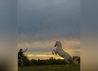 Other Breeds, Mare, 12 years, 13 hh, Grey