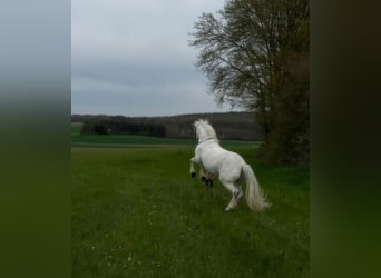 Other Breeds, Mare, 12 years, 13 hh, Grey