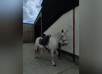 Other Breeds, Mare, 12 years, 13 hh, Grey