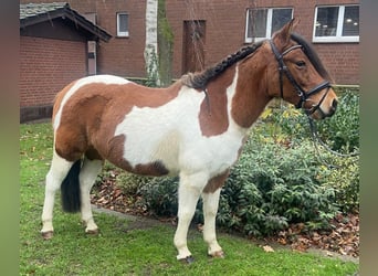 Other Breeds, Mare, 12 years, 13,1 hh, Pinto