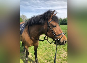 Other Breeds, Mare, 12 years, 13,3 hh, Brown