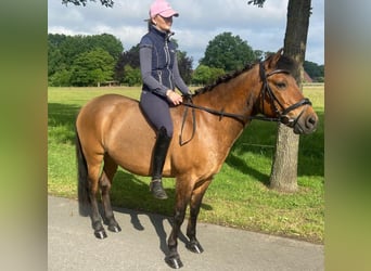 Other Breeds, Mare, 12 years, 13,3 hh, Brown
