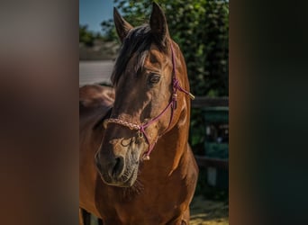 Other Breeds Mix, Mare, 12 years, 14.2 hh, Brown