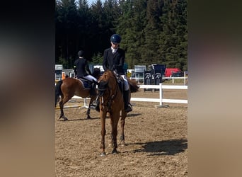 Other Breeds, Mare, 12 years, 14,2 hh, Chestnut-Red