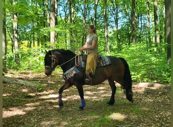 Other Breeds, Mare, 12 years, 14.3 hh, Brown