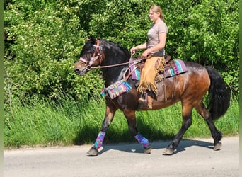 Other Breeds, Mare, 12 years, 14.3 hh, Brown