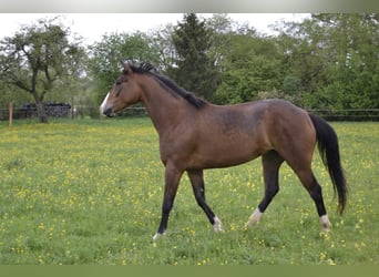 Other Breeds, Mare, 12 years, 14.3 hh, Brown