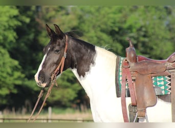 Other Breeds, Mare, 12 years, 14 hh, Pinto