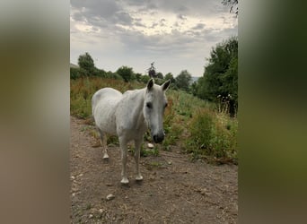 Other Breeds Mix, Mare, 12 years, 14,1 hh, Gray-Fleabitten