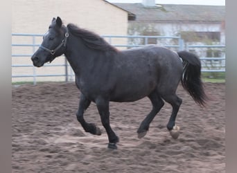Other Breeds, Mare, 12 years, 14,1 hh, Grey-Dark-Tan