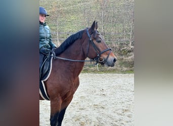 Other Breeds, Mare, 12 years, 15,1 hh, Brown