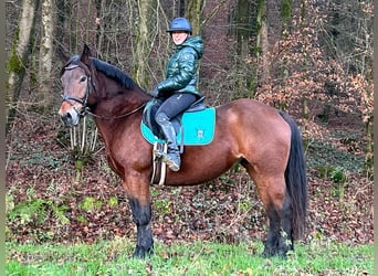 Other Breeds, Mare, 12 years, 15,1 hh, Brown