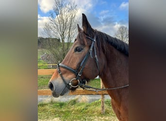 Other Breeds, Mare, 12 years, 15,1 hh, Brown