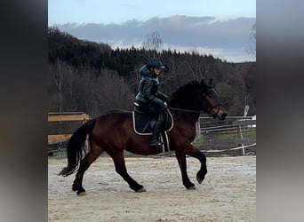 Other Breeds, Mare, 12 years, 15,1 hh, Brown