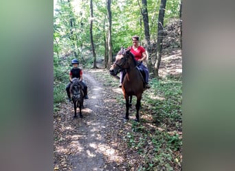 Other Breeds, Mare, 12 years, 15,1 hh, Brown