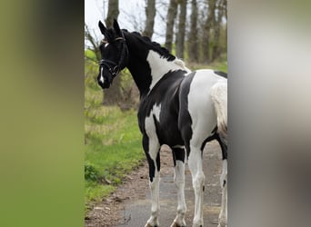 Other Breeds, Mare, 12 years, 15.1 hh, Pinto