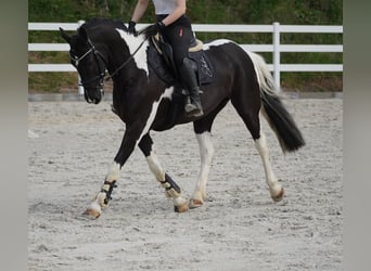 Other Breeds, Mare, 12 years, 15.1 hh, Pinto