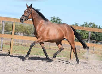 Other Breeds, Mare, 12 years, 15.2 hh, Brown