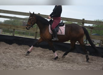 Other Breeds, Mare, 12 years, 15.2 hh, Brown