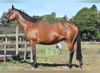 Other Breeds, Mare, 12 years, 15.2 hh