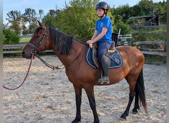 Other Breeds Mix, Mare, 12 years, 15 hh, Bay-Dark