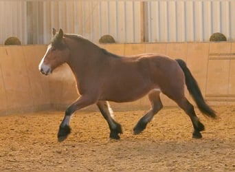 Other Breeds, Mare, 12 years, 15 hh, Brown