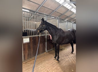 Other Breeds Mix, Mare, 12 years, 15,1 hh, Black