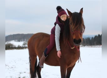 Other Breeds Mix, Mare, 12 years, 15,1 hh, Brown