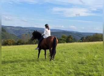 Other Breeds Mix, Mare, 12 years, 15,1 hh, Brown