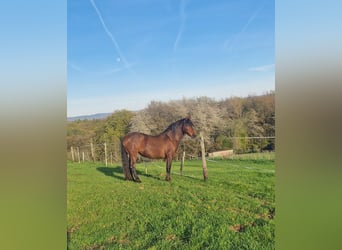 Other Breeds Mix, Mare, 12 years, 15,1 hh, Brown