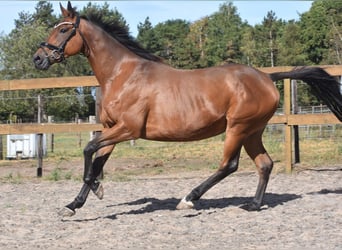 Other Breeds, Mare, 12 years, 15,2 hh, Brown
