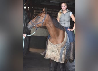 Other Breeds, Mare, 12 years, 15,2 hh, Brown