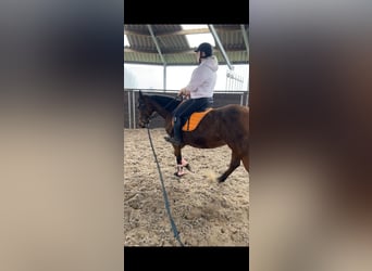 Other Breeds, Mare, 12 years, 15,2 hh, Brown