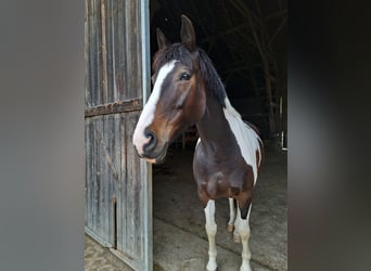 Other Breeds, Mare, 12 years, 15,3 hh, Pinto