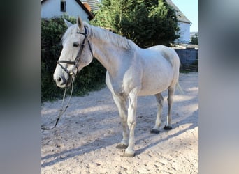 Other Breeds, Mare, 12 years, 16.1 hh, Gray-Dapple