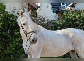 Other Breeds, Mare, 12 years, 16.1 hh, Gray-Dapple