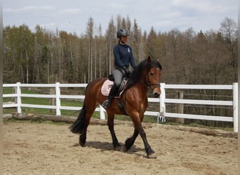 Other Breeds Mix, Mare, 12 years, 16 hh, Brown