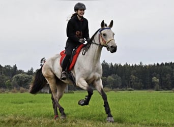 Other Breeds, Mare, 12 years, 16 hh, Buckskin