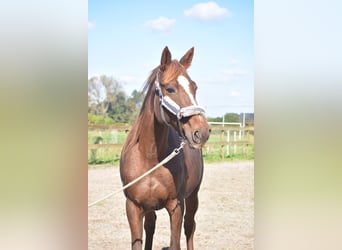 Sonstige Rassen, Stute, 12 Jahre, 16 hh, Dunkelfuchs