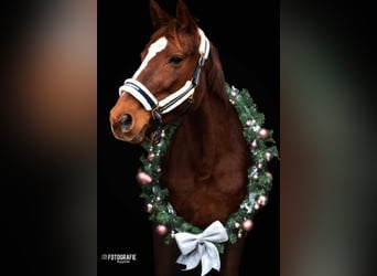 Other Breeds, Mare, 12 years, 16 hh, Chestnut-Red