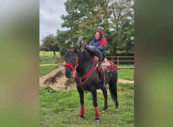 Other Breeds, Mare, 12 years, Black