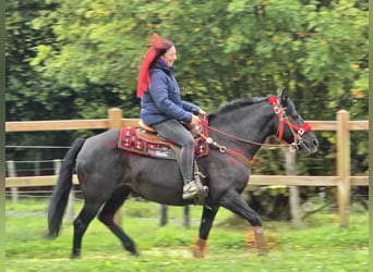 Other Breeds, Mare, 12 years, Black