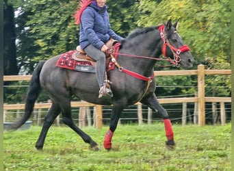 Other Breeds, Mare, 12 years, Black